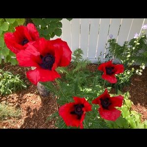 Meet your Posher, Jocelyn